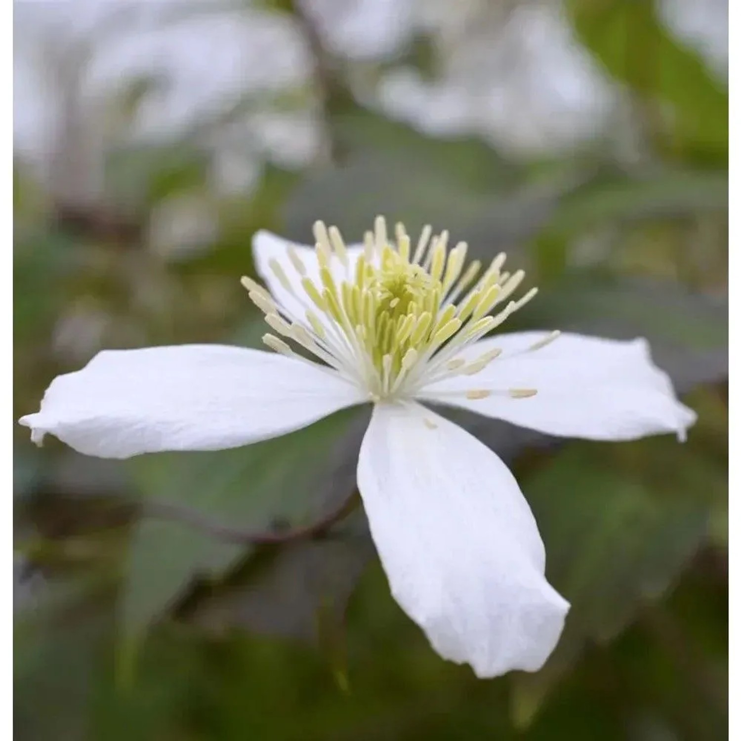 Berg Waldrebe Wilsonii 60-80cm - Clematis montana