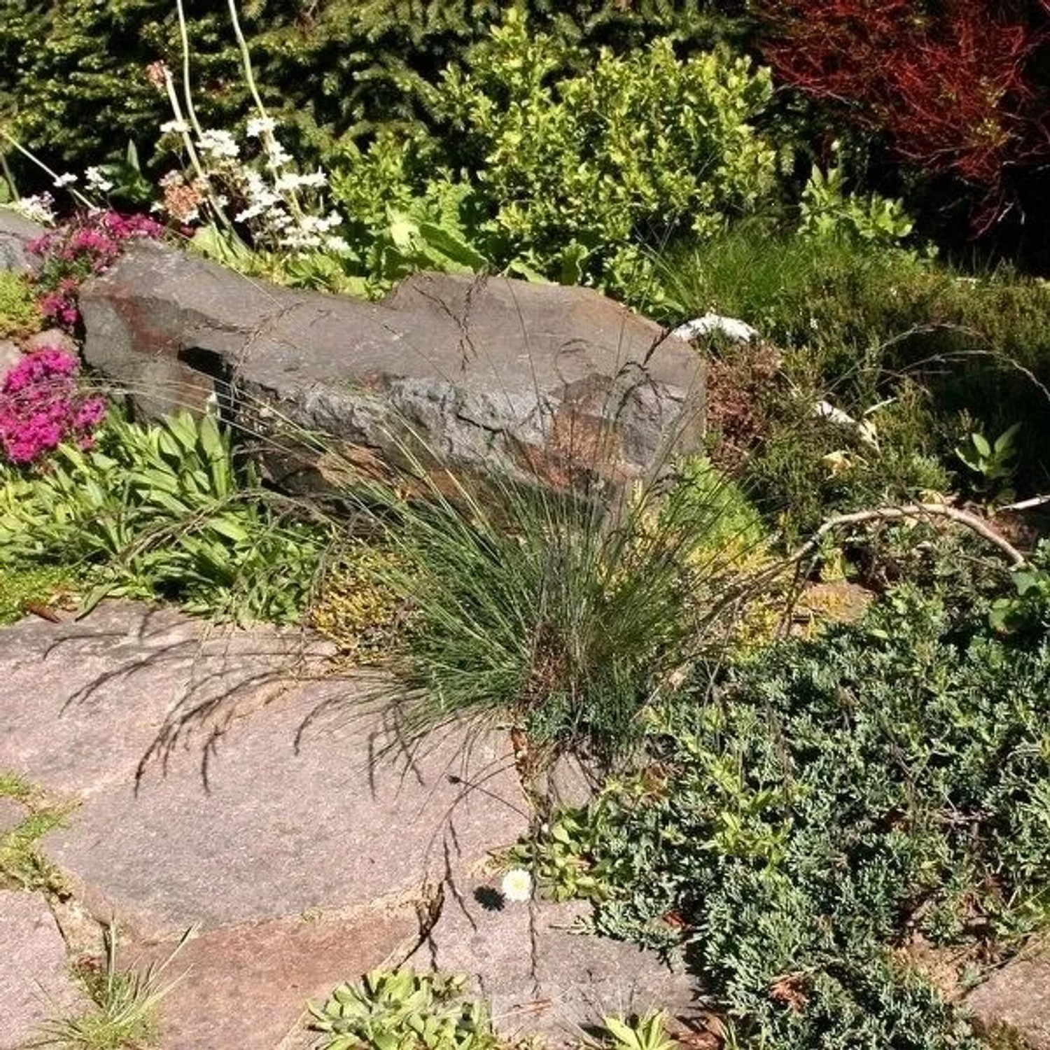 Regenbogenschwingel Red Point - großer Topf - Festuca amethystina
