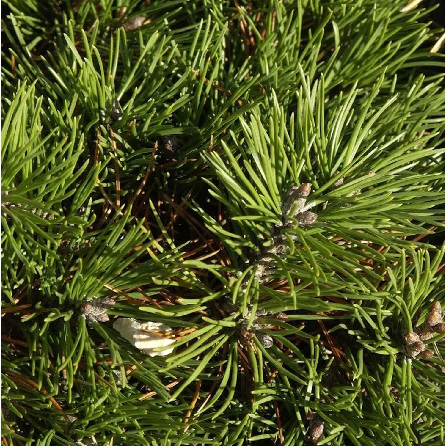 Hochstamm Zwerg Hakenkiefer Grüne Welle 40-60cm - Pinus uncinata