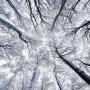 Komar Vlies Fototapete: Blick in verschneiten Winterwald, Baumkronen im Fokus.