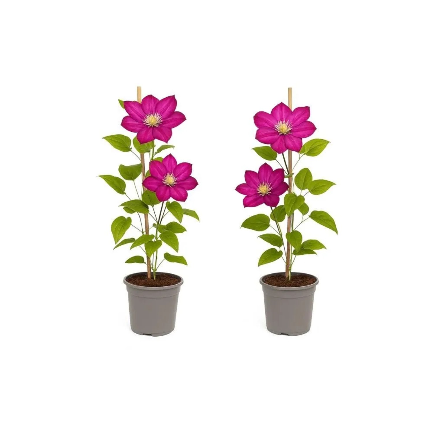 Exotenherz Kletterpflanzen Clematis Ville De Lyon 2er Set 11cm Topf günstig online kaufen