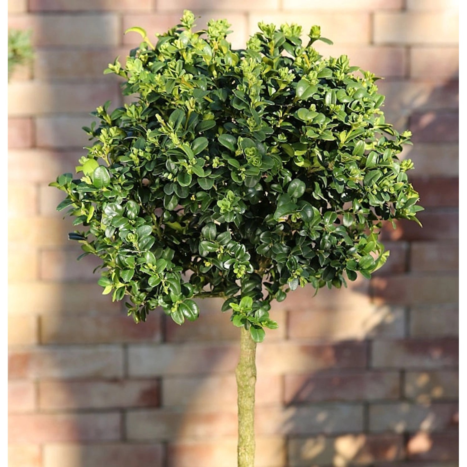 Hochstamm Hoher Buchsbaum 30-40cm - Buxus sempervierens arborescens günstig online kaufen