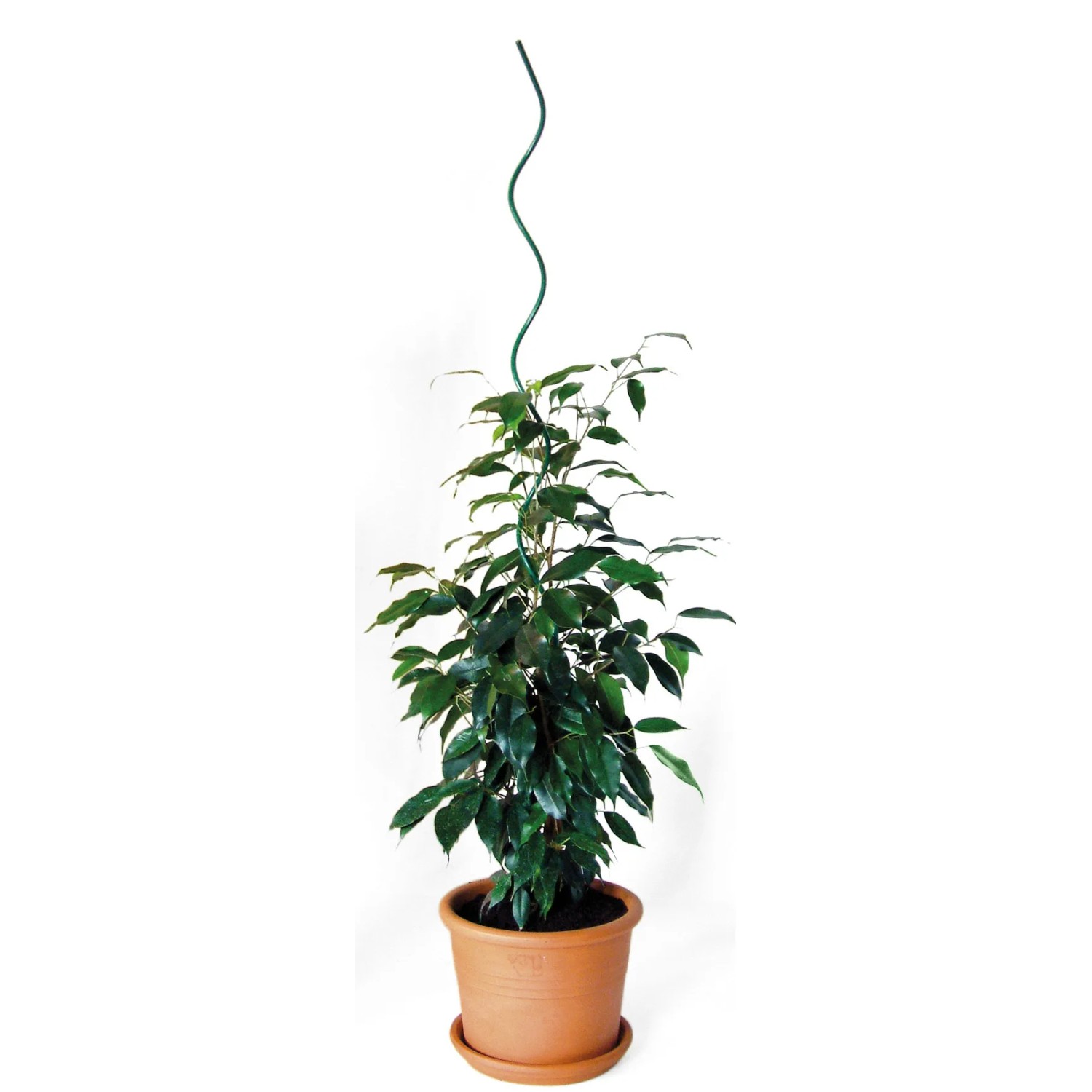 Bellissa Pflanzenspirale, 75 cm, grün, als Rankhilfe für eine Pflanze im Topf.