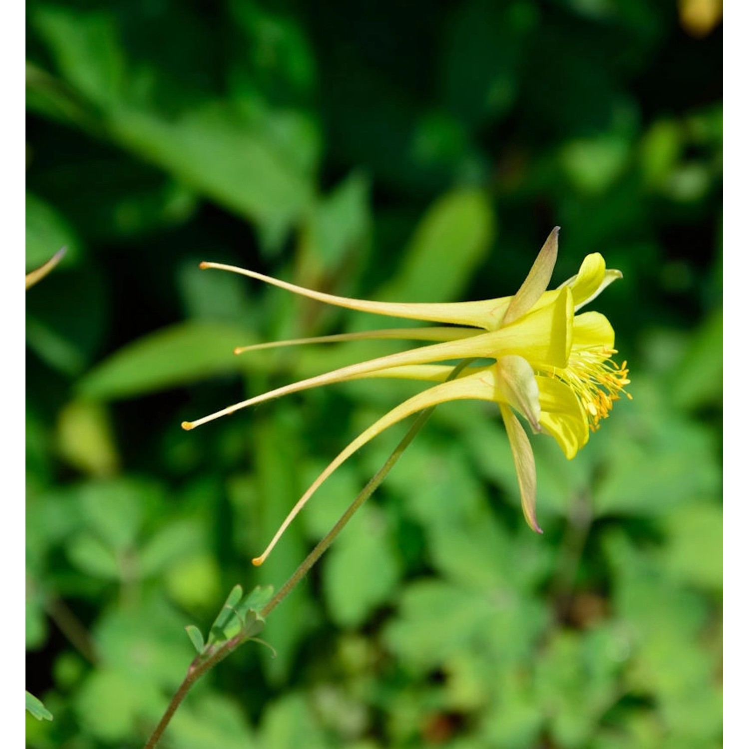 Zwergakelei Spring Magic Gelb - Aquilegia flabellata günstig online kaufen