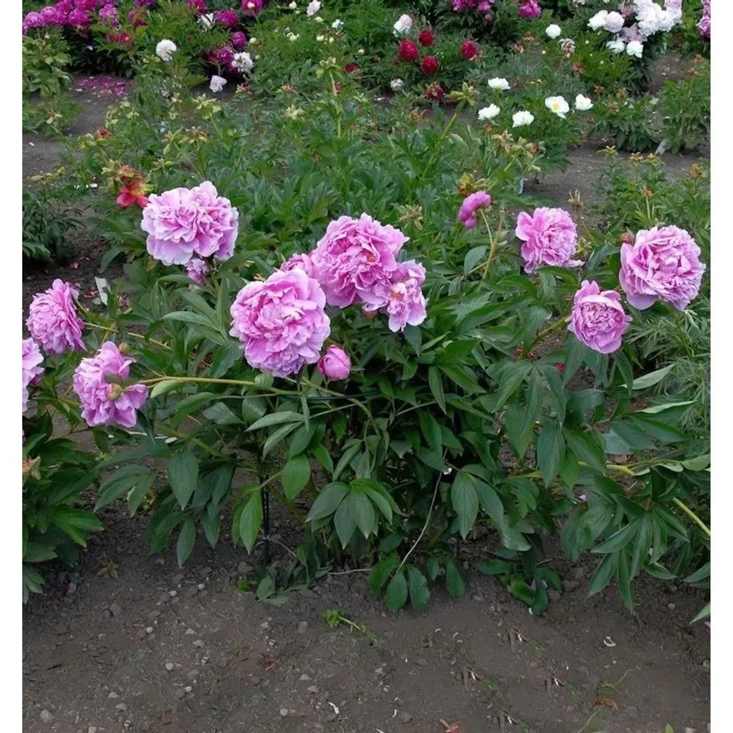 Edelpfingstrose Amabilis - Paeonia,actiflora