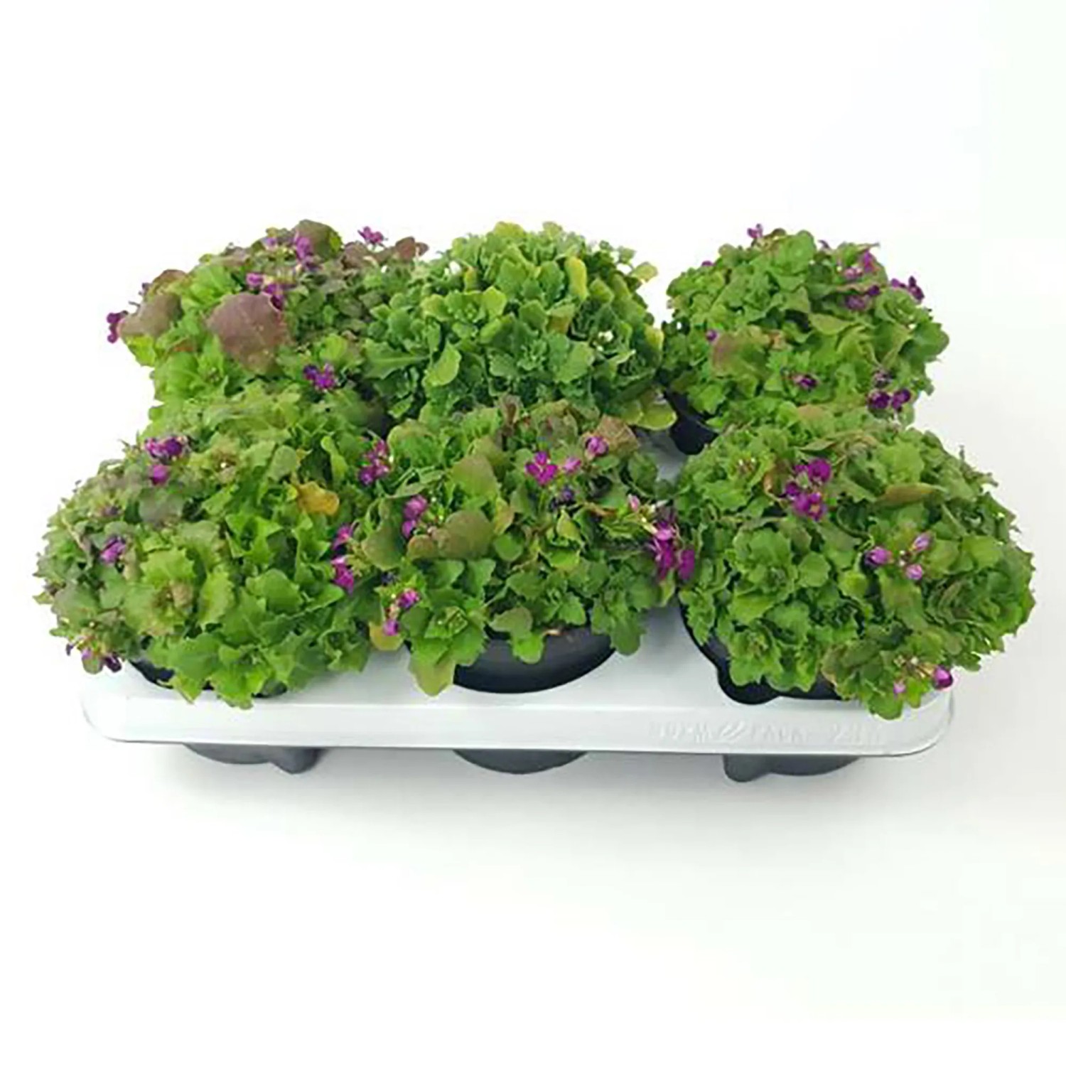 GROW by OBI Arabis cau. T13