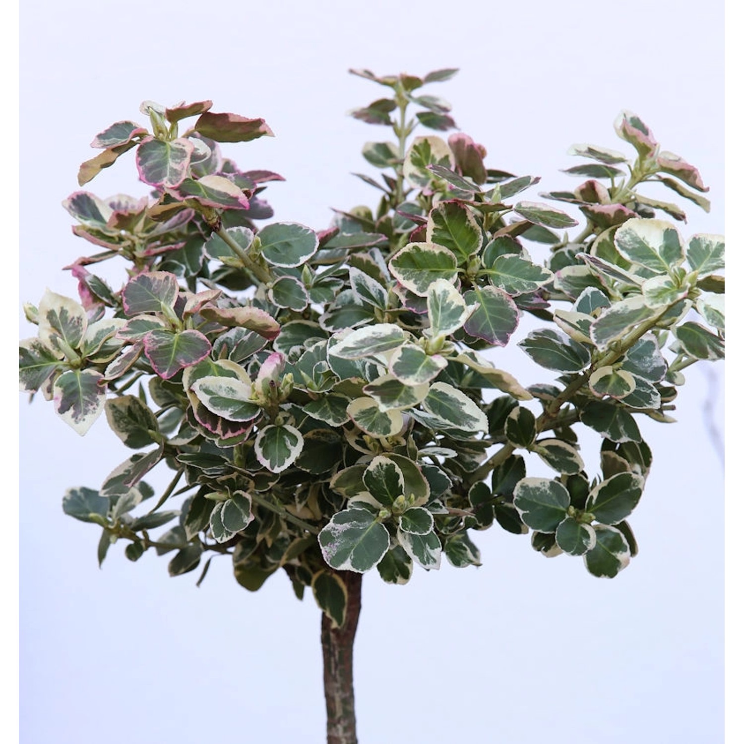 Hochstamm Weißbunte Kriechspindel 80-100cm - Euonymus fortunei günstig online kaufen