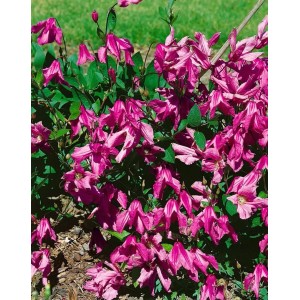 Rosa Clematis Integrifolia Aljonushka Glockenrebe, 60–100 cm hoch.