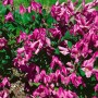 Rosa Clematis Integrifolia Aljonushka Glockenrebe, 60–100 cm hoch.