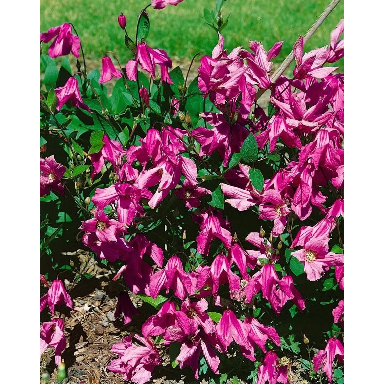 Rosa Clematis Integrifolia Aljonushka Glockenrebe, 60–100 cm hoch.