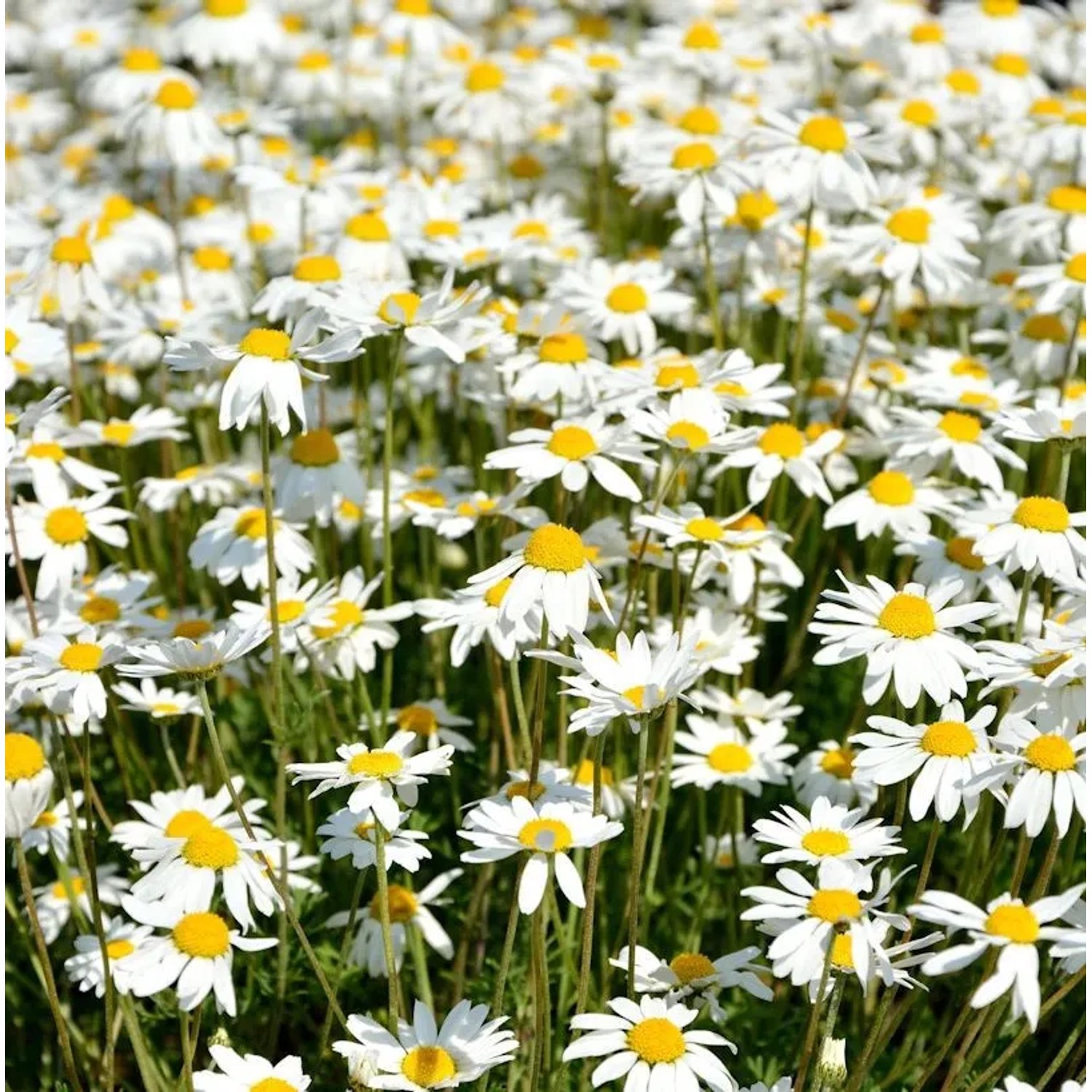 Hundskamille Karpartenschnee - Anthemis carpatica