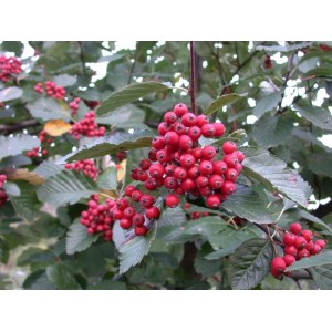 Sorbus Aria Mehlbeere mit roten Beeren und silbrig-weißen Blättern. Hausbaum für Garten und Beet.