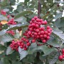 Sorbus Aria Mehlbeere mit roten Beeren und silbrig-weißen Blättern. Hausbaum für Garten und Beet.