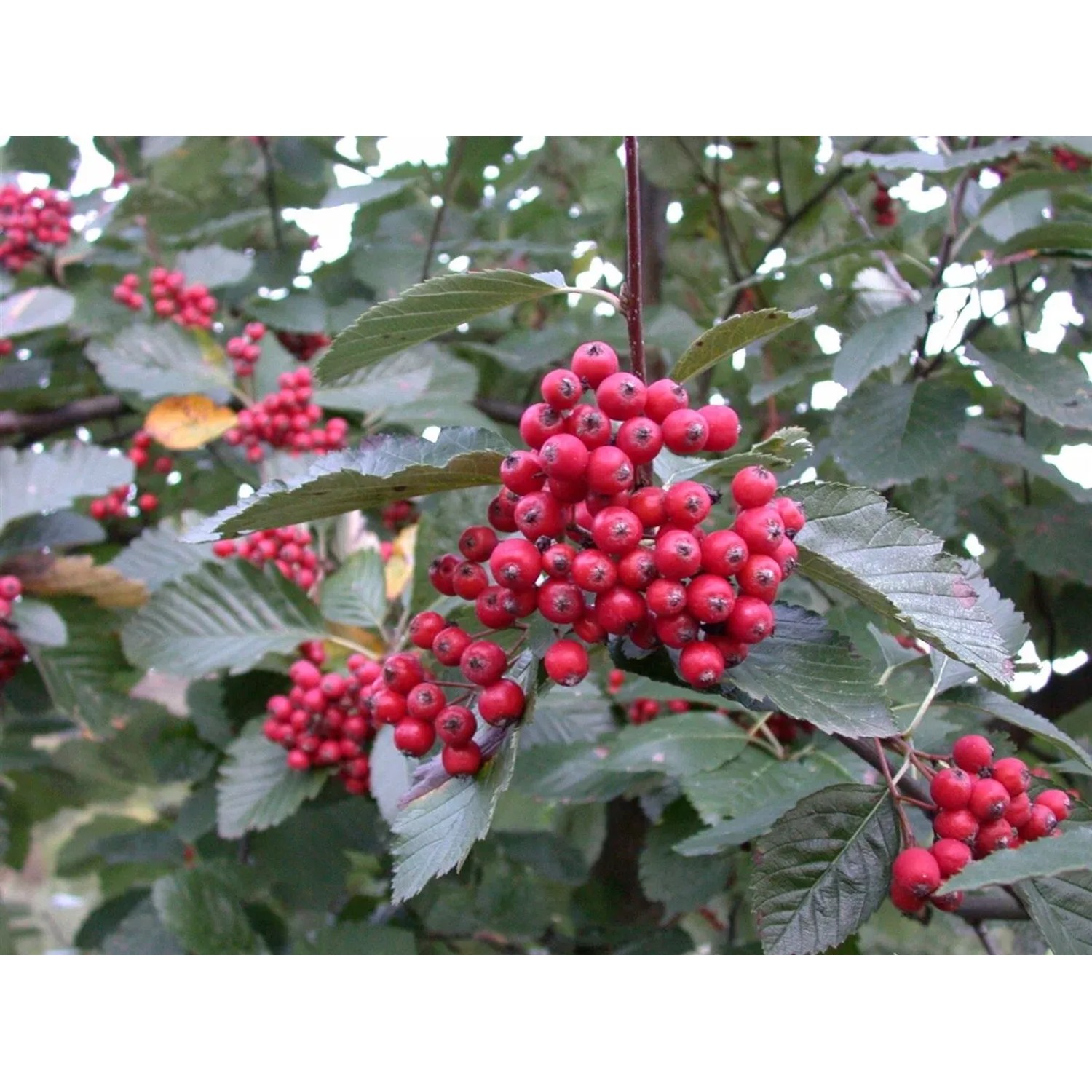 Sorbus Aria Mehlbeere mit roten Beeren und silbrig-weißen Blättern. Hausbaum für Garten und Beet.