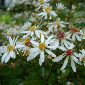 6 x Schleier-Aster 'Silver Spray' Aster cordifolius Topf 9cm Herbstblüher