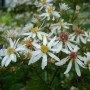 6 x Schleier-Aster 'Silver Spray' Aster cordifolius Topf 9cm Herbstblüher