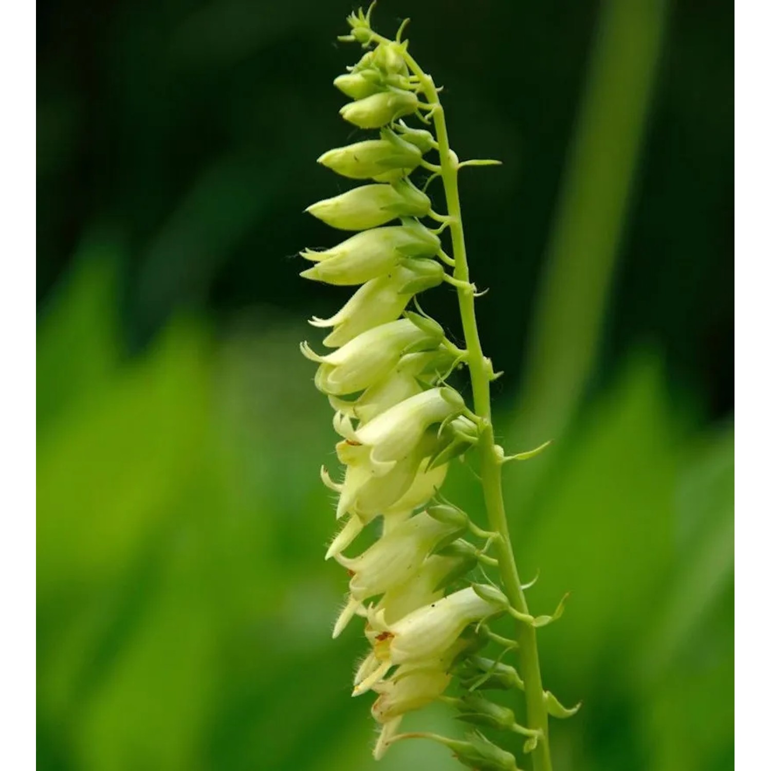 Gelber Fingerhut - Digitalis,utea