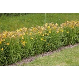 Gelbe Taglilien der Sorte Maikönigin (Hemerocallis) im Beet, sonniger Standort.