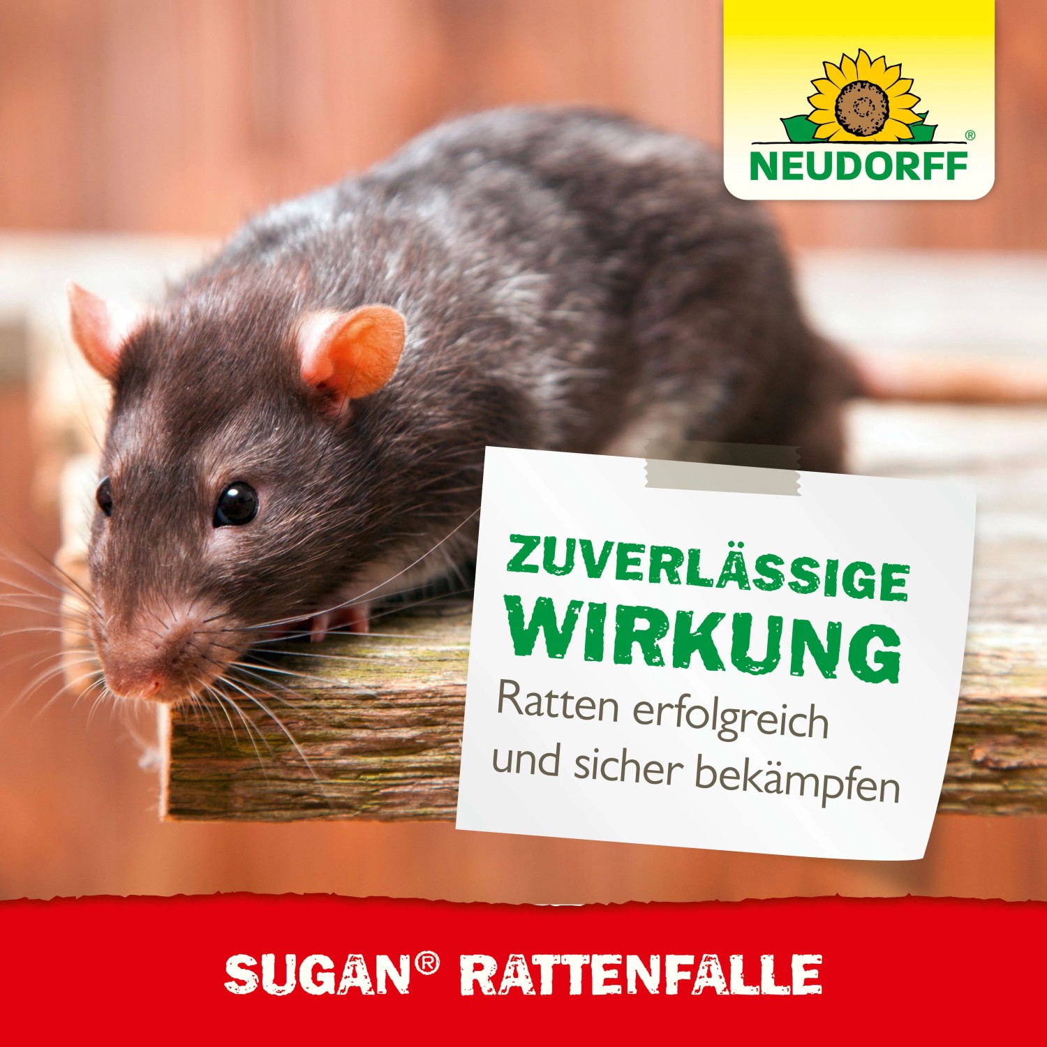 Dunkle Ratte auf Holz, bewirbt Neudorff Sugan Rattenfalle für effektive und sichere Rattenbekämpfung.
