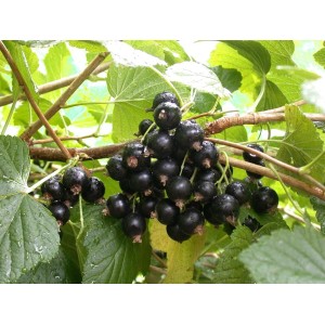 Schwarze Johannisbeere 'Titania' am Strauch mit reifen, dunklen Beeren und grünen Blättern.