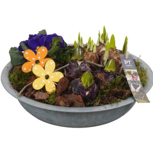 Frühlingsarrangement im Zinktopf mit Narzissen, Hyazinthen und Primeln, Topf-Ø ca. 33 cm.