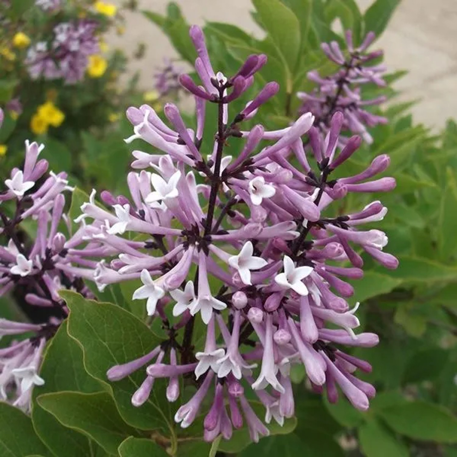 Zwergflieder 'Miss Kim' Syringa patula 40 bis 60 cm im Container Herbstfärbung