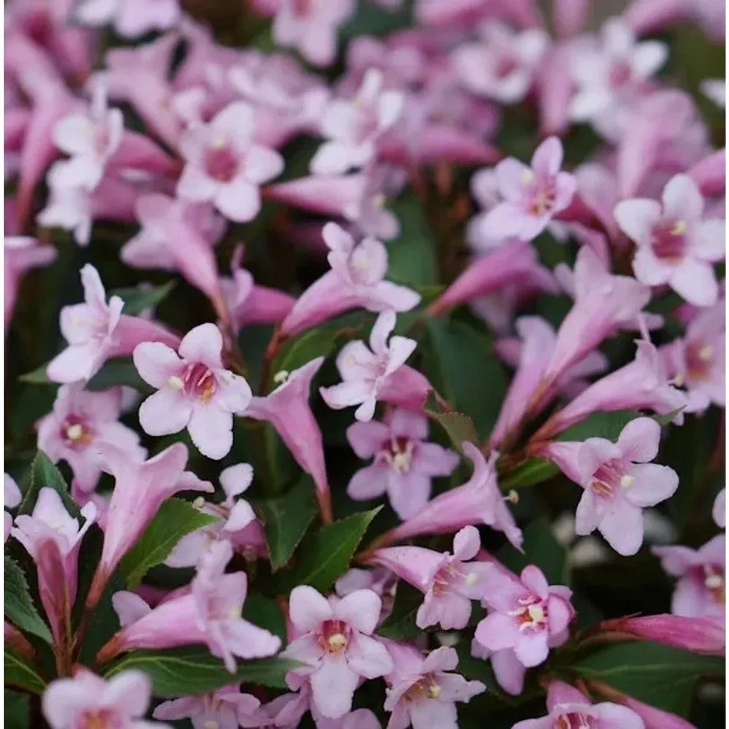 Weigelie Pink Poppet 30-40cm - Weigela florida