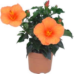 Chinesischer Roseneibisch Apollo mit orangefarbenen Blüten im Topf.