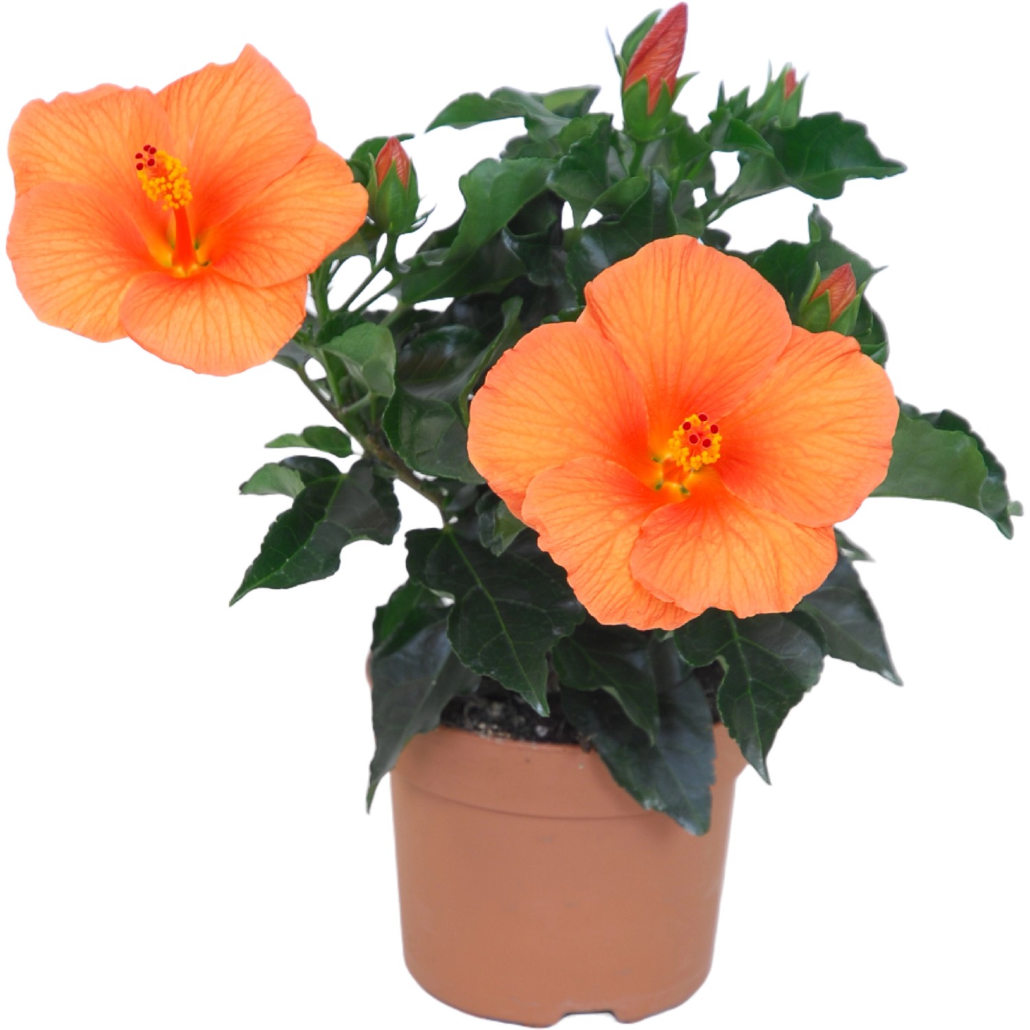 Chinesischer Roseneibisch "Apollo" 3040 cm TopfØ 13 cm Hibiscus rosa