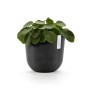 Dunkelgrauer Ecopots Pflanztopf Oslo, 25 cm, mit Geldbaum-Pflanze.