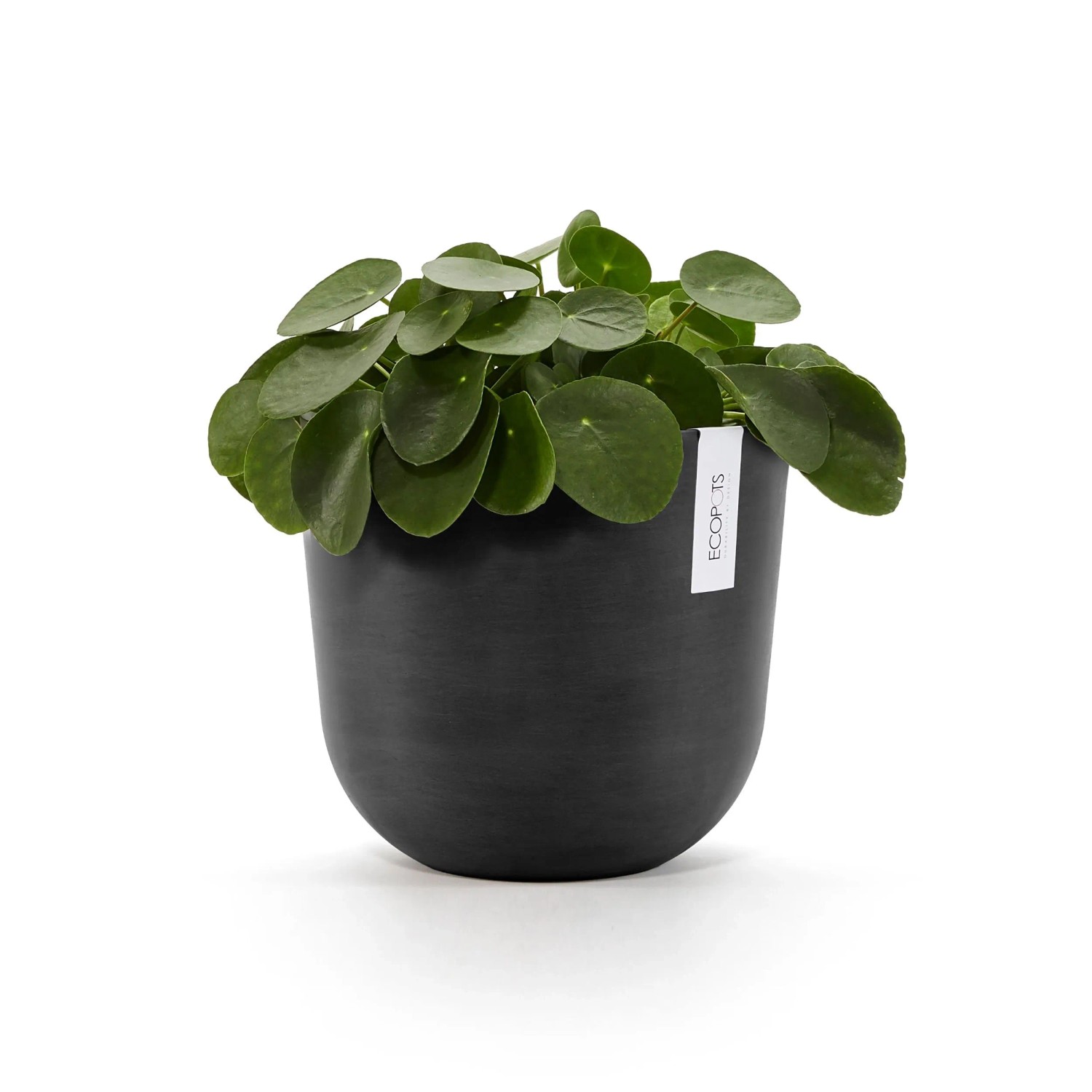 Dunkelgrauer Ecopots Pflanztopf Oslo, 25 cm, mit Geldbaum-Pflanze.
