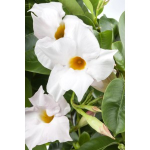 Weiße Dipladenie Pyramide im Topf, eine blühende Kübelpflanze von GROW by OBI.