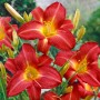 Nahaufnahme der roten Taglilie 'King of Hearts' mit gelber Mitte, Stauden im Garten.