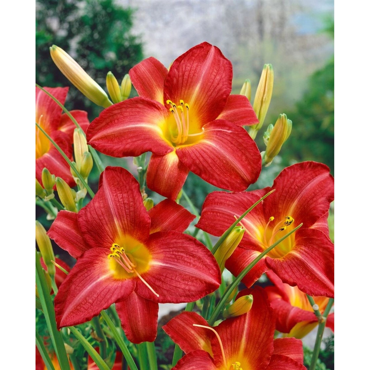 Hemerocallis X Cult King Of Hearts Taglilie Ca. 11x11 cm Topf günstig online kaufen