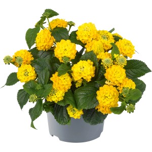Gelbes Wandelröschen (Lantana camara) im Topf, eine farbenfrohe Stehpflanze für Garten und Balkon.