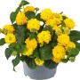 Gelbes Wandelröschen (Lantana camara) im Topf, eine farbenfrohe Stehpflanze für Garten und Balkon.