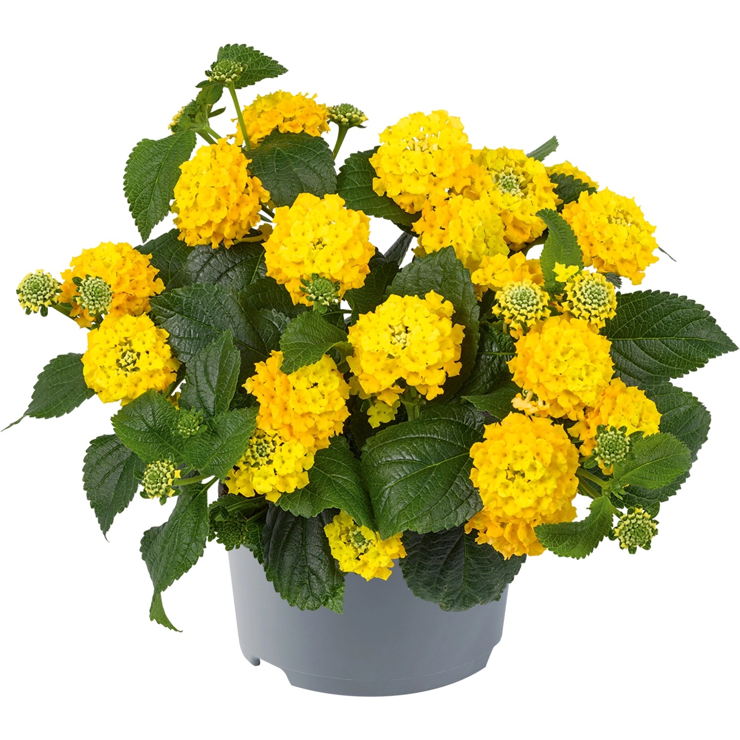 Grow by OBI Wandelröschen Mix TopfØ ca. 13 cm "Lantana camara" kaufen