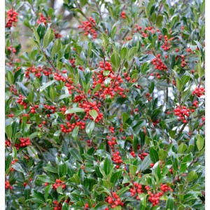 Stechpalme 'Nellie R Stevens' als Hochstamm mit roten Beeren und grünen Blättern.