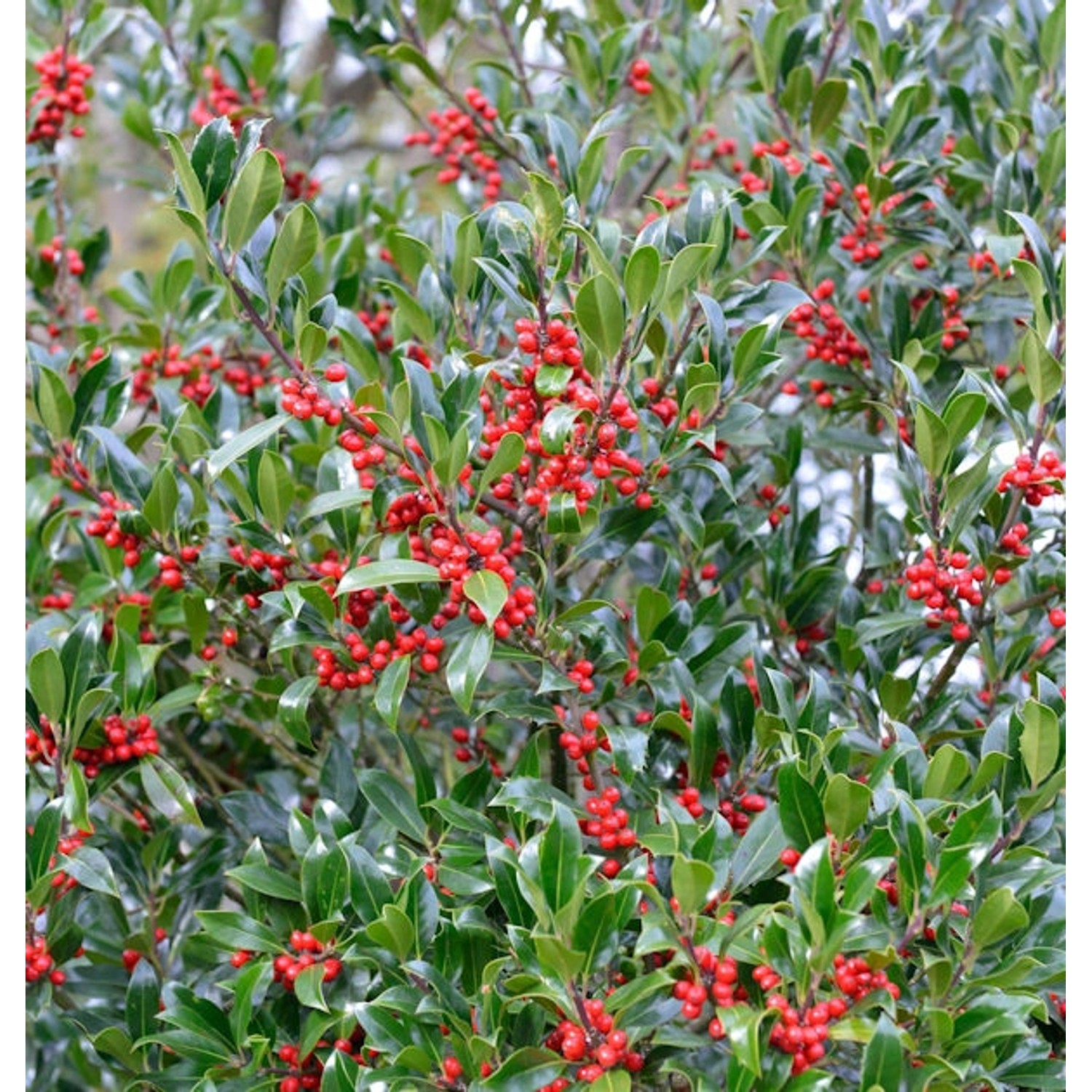 Hochstamm Stechpalme Nellie R Stevens 100-125cm - Ilex aquifolium günstig online kaufen