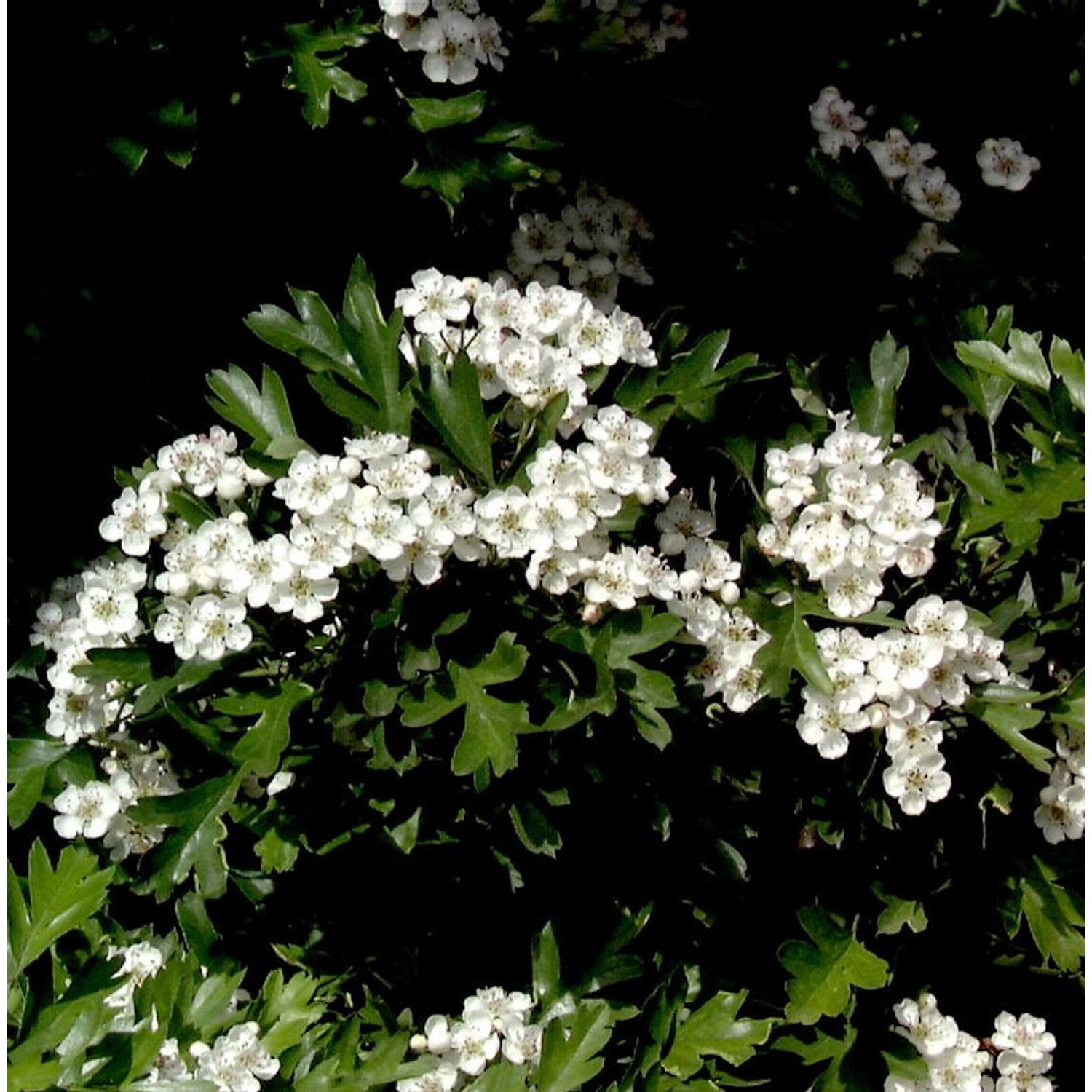 Kugel Zwerg Weißdorn 25-30cm - Crataegus monogyna günstig online kaufen