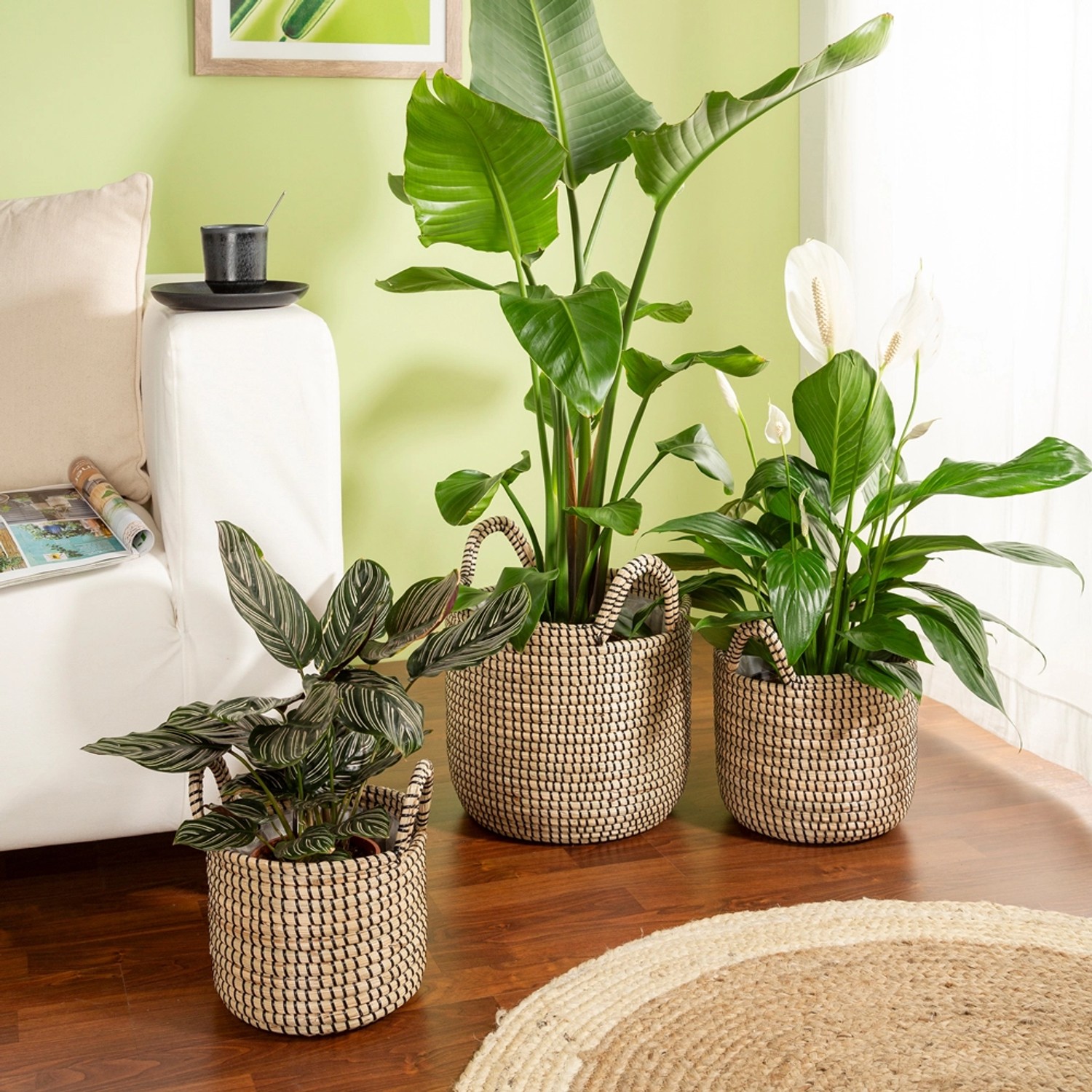 Scheurich Pflanzgefäße 514, geflochtene Übertöpfe aus Seegras in Schwarz, verschiedene Größen.