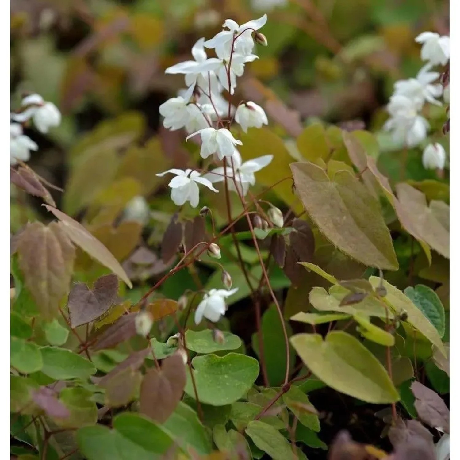 Elfenblume  - Sockenblume - Epimedium diphyllum