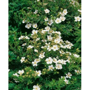 Buschiger, weiß blühender Fingerstrauch Bella Bianca (Potentilla fruticosa) im Garten.