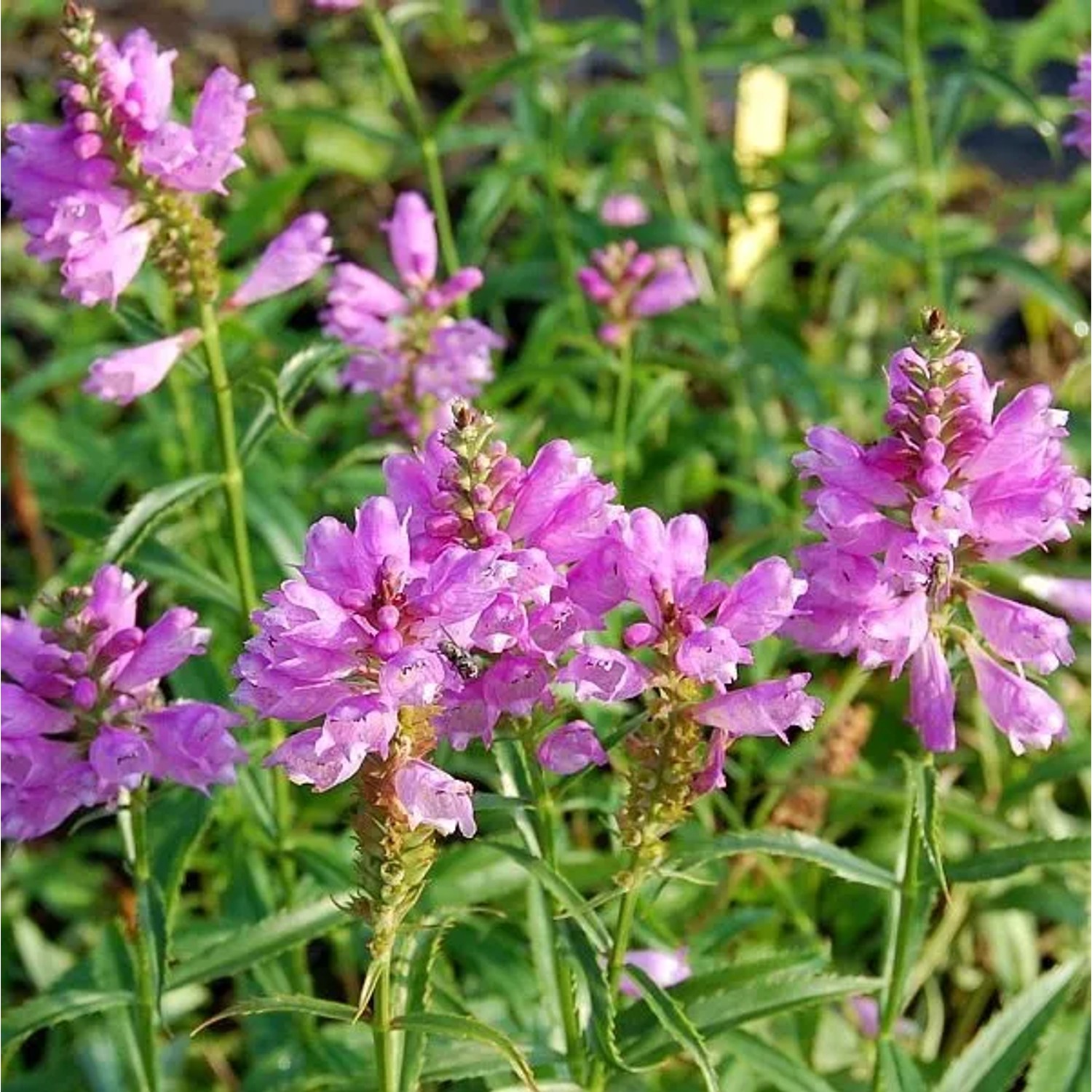 Gelenkblume Bouquet Rose - Physostegia virginiana