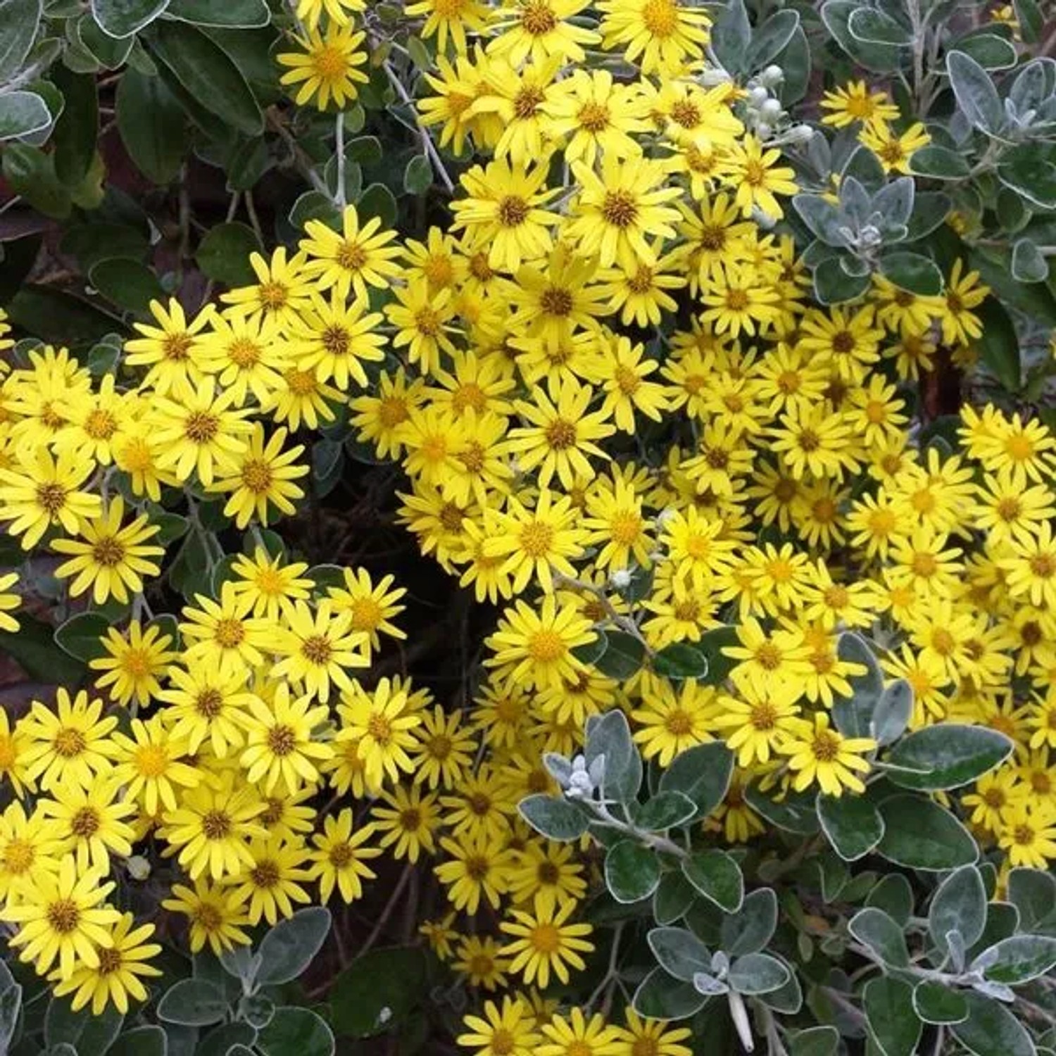 Brachyglottis 'Sunshine' Brachyglottis 20 bis 30 cm im Container Silbriges Laub