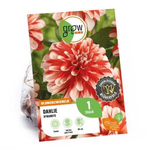 GROW by OBI Dahlie Dynamite, rot-weiße Blüte. Blumenzwiebel für Beet und Kübel.