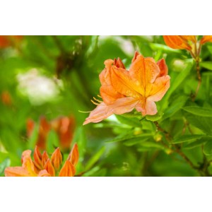 Orange Rhododendron Azalee Blüte, Detailaufnahme der Blütenblätter und grünen Blätter.