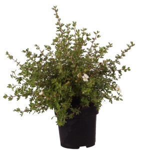 Fünffingerstrauch 'Abbotswood' im Topf: Kompakter Strauch mit weißen Blüten. Ideal für Garten und Beet.