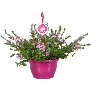 Fächerblume Scaevola in Ampel, dreifach sortiert, Topf ca. 25cm, rosa Blüten.