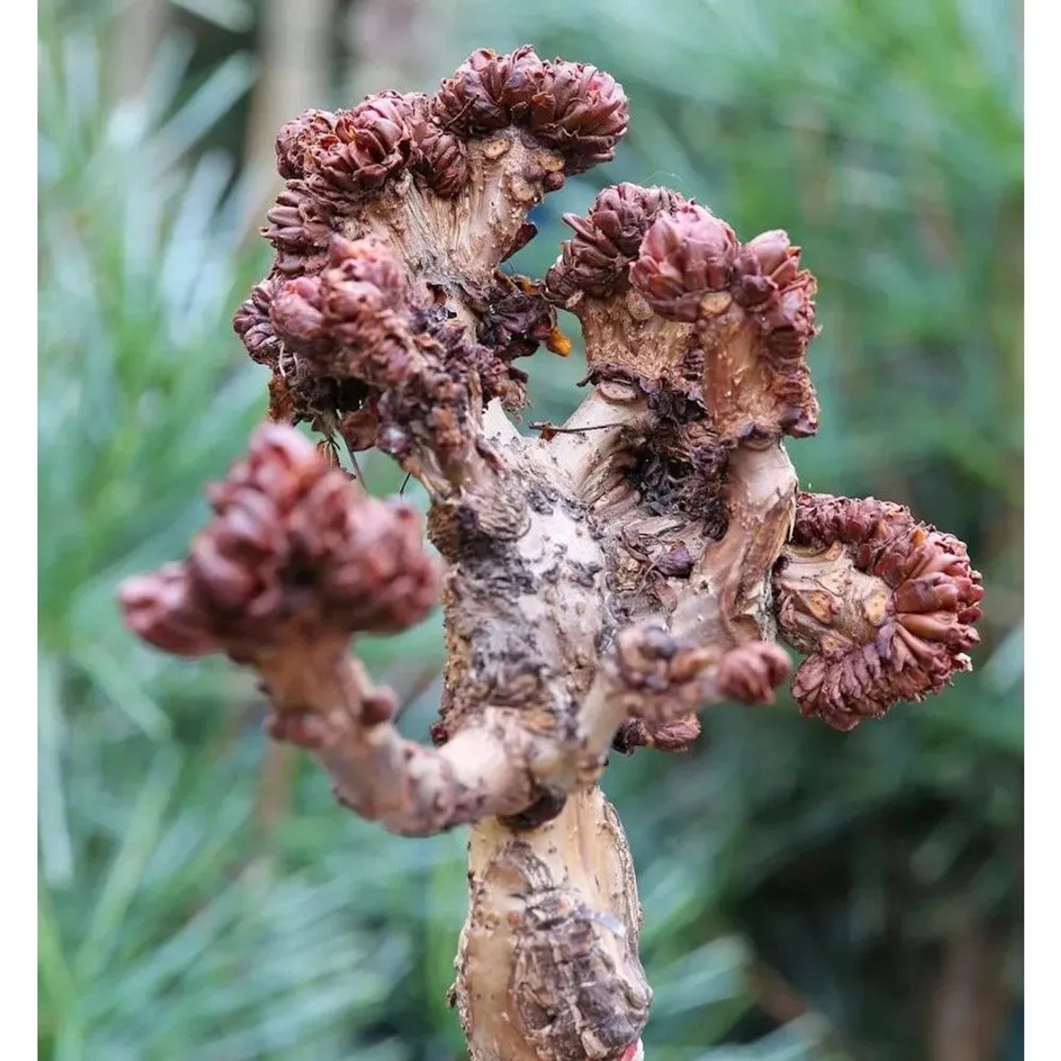 Hochstamm Gespensterkastanie 100-125cm - Aesculus hippocastanum